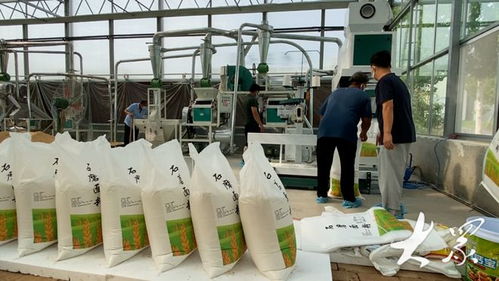 跨村联建拓富路,5个村支书撑起石磨面粉厂